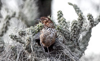 Cactus Wren- Arizona state bird